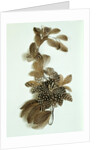 Feather ornament by Unknown