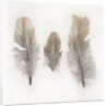 Feathers by W.C. Aitken