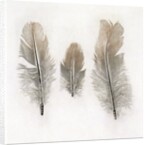 Feathers by W.C. Aitken