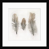 Feathers by W.C. Aitken