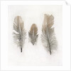 Feathers by W.C. Aitken