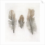 Feathers by W.C. Aitken