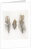 Feathers by W.C. Aitken
