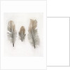 Feathers by W.C. Aitken