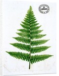 Fern by William Bradbury and Millet Evans