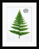 Fern by William Bradbury and Millet Evans