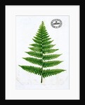 Fern by William Bradbury and Millet Evans