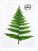 Fern by William Bradbury and Millet Evans