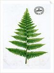 Fern by William Bradbury and Millet Evans