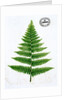 Fern by William Bradbury and Millet Evans