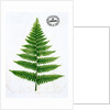 Fern by William Bradbury and Millet Evans