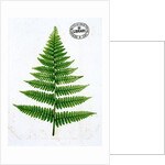 Fern by William Bradbury and Millet Evans