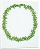 Necklace made from bright green Phasianotrochus eximius shells by unknown