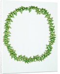 Necklace made from bright green Phasianotrochus eximius shells by unknown