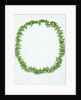 Necklace made from bright green Phasianotrochus eximius shells by unknown