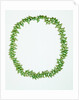 Necklace made from bright green Phasianotrochus eximius shells by unknown