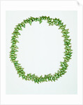 Necklace made from bright green Phasianotrochus eximius shells by unknown