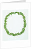 Necklace made from bright green Phasianotrochus eximius shells by unknown