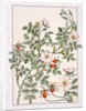 Wild Rose by Eugène Samuel Grasset