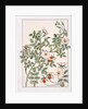 Wild Rose by Eugène Samuel Grasset