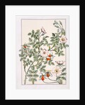 Wild Rose by Eugène Samuel Grasset