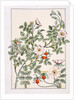 Wild Rose by Eugène Samuel Grasset