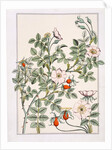 Wild Rose by Eugène Samuel Grasset