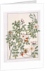 Wild Rose by Eugène Samuel Grasset