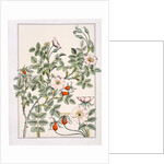 Wild Rose by Eugène Samuel Grasset