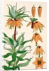 Crown Imperial by Eugene Samuel Grasset