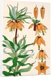 Crown Imperial by Eugene Samuel Grasset