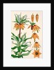Crown Imperial by Eugene Samuel Grasset