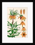 Crown Imperial by Eugene Samuel Grasset