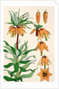 Crown Imperial by Eugene Samuel Grasset