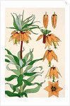 Crown Imperial by Eugene Samuel Grasset