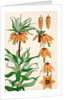 Crown Imperial by Eugene Samuel Grasset