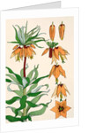 Crown Imperial by Eugene Samuel Grasset
