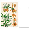 Crown Imperial by Eugene Samuel Grasset