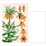 Crown Imperial by Eugene Samuel Grasset