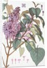 Lilac by Eugene Samuel Grasset