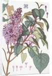 Lilac by Eugene Samuel Grasset
