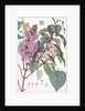 Lilac by Eugene Samuel Grasset