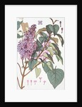 Lilac by Eugene Samuel Grasset