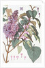 Lilac by Eugene Samuel Grasset