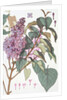 Lilac by Eugene Samuel Grasset