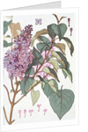 Lilac by Eugene Samuel Grasset