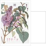 Lilac by Eugene Samuel Grasset