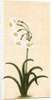 Narcissus plant. Mughal, India, late 17th century by Unknown