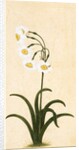 Narcissus plant. Mughal, India, late 17th century by Unknown