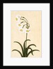 Narcissus plant. Mughal, India, late 17th century by Unknown